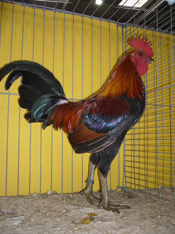 Hannover 2008 322.jpg - Altenglische Kämpfer goldhalsig Eugen Peitzmeier Preis sg 95 Z